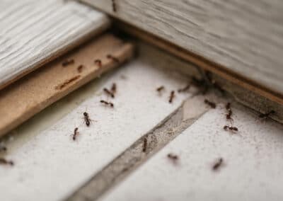 4 Insects That Are Hard To Get Rid Of