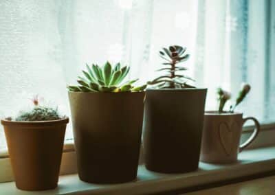 What Are Those Tiny White Bugs On Plants?