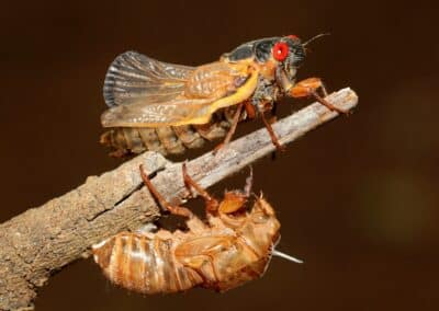 What Is Insect Molting?